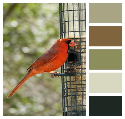 Bird Feeder Bird Cardinal Image